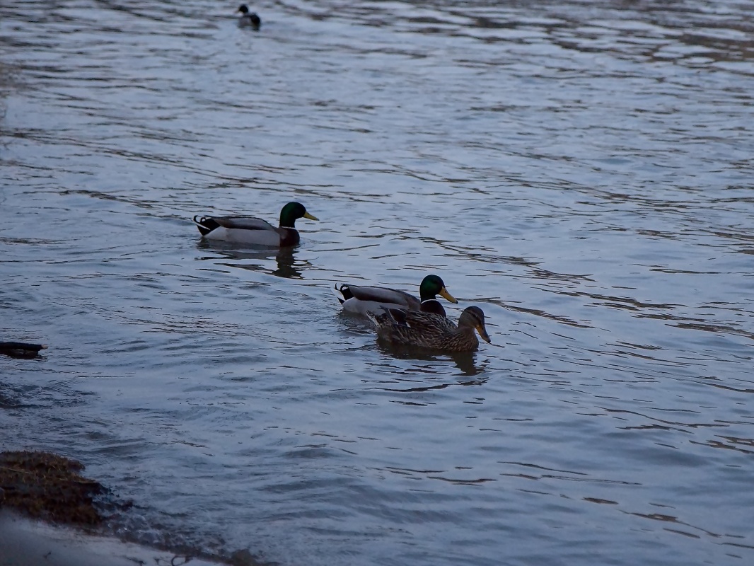 Výlet po Praze (42)