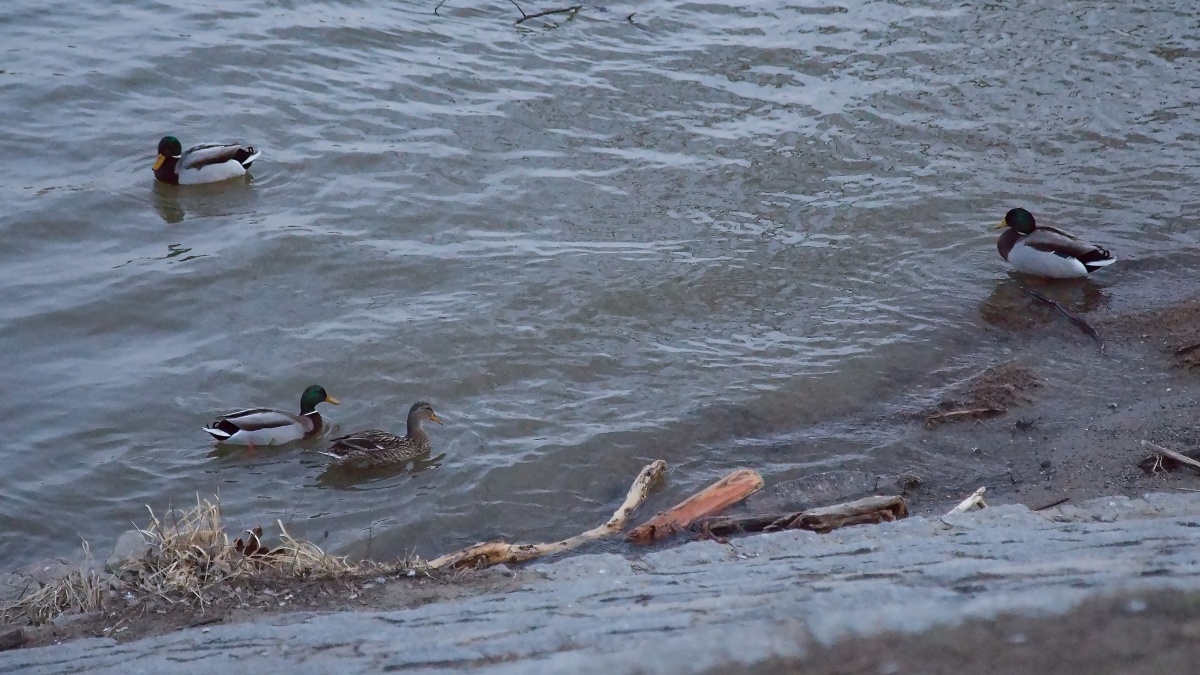 Výlet po Praze (47)